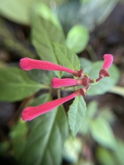 Scutellaria isocheila image