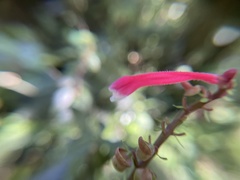 Image of Scutellaria isocheila