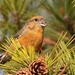 Red Crossbill - Photo (c) samzhang, all rights reserved