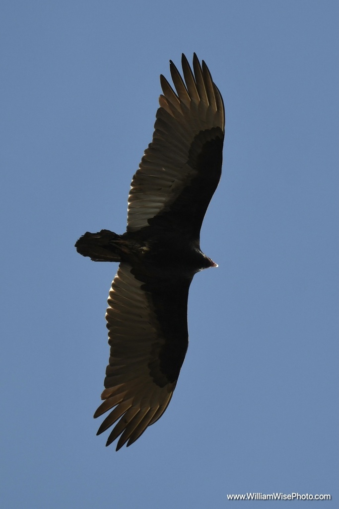 Turkey Vulture from Dockside Pl, Greensboro, GA, US on December 12 ...