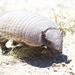 Large Hairy Armadillo - Photo (c) Jake Mohlmann, all rights reserved, uploaded by Jake Mohlmann