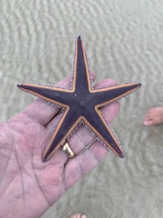 Astropecten articulatus - Wikipedia