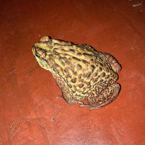 Rusty Toad