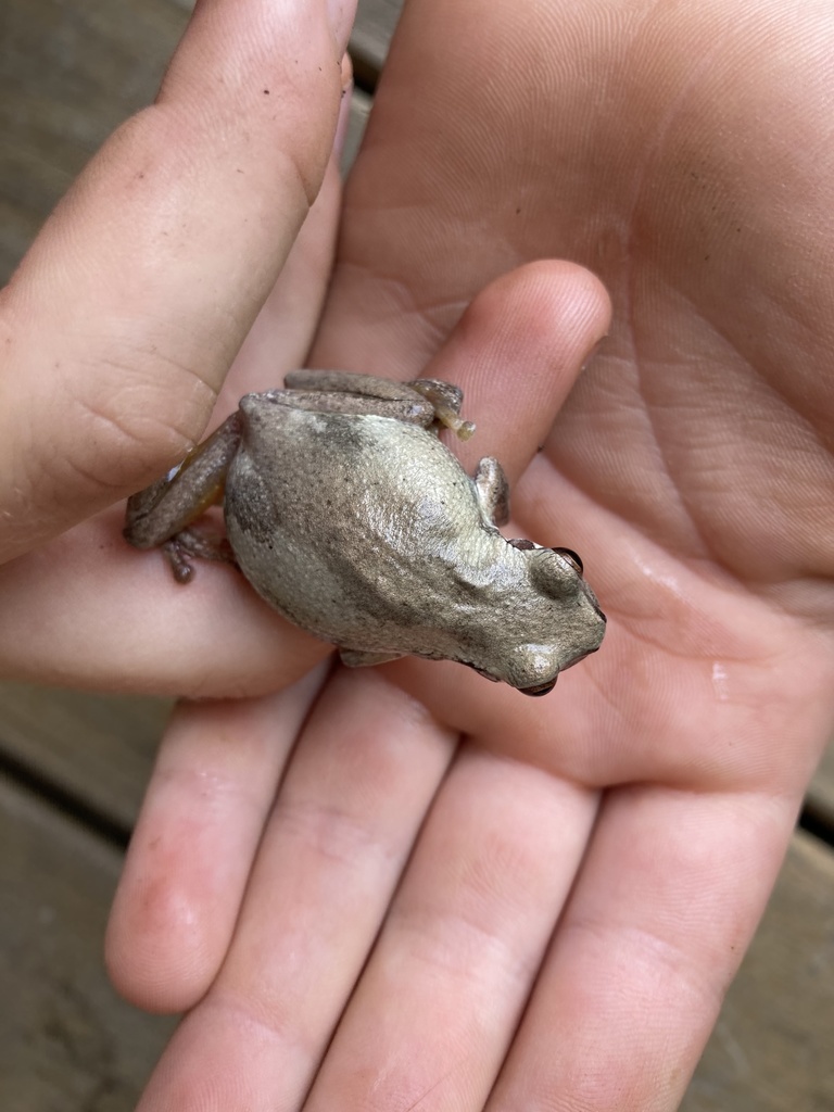 Bleating Tree Frog from Hydes Creek Road, Bellingen, NSW, AU on