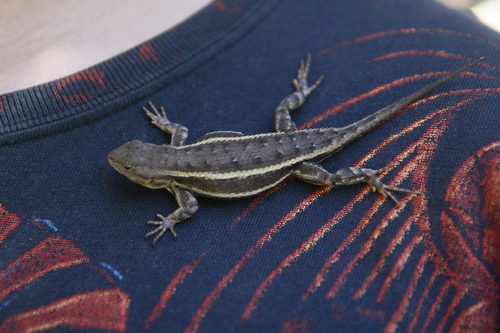 Striped Plateau Lizard