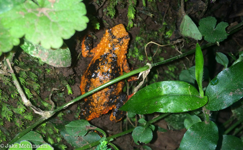 Yungas Red-bellied Toad