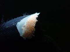 Coryphella pseudoverrucosa image