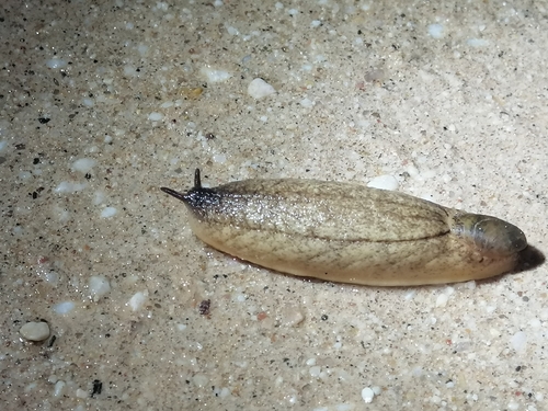 Mauge's Slug