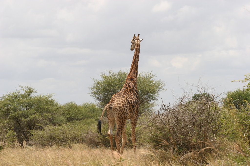 Southern African Giraffe (Subspecies Giraffa camelopardalis Southern African Giraffe (Subspecies Giraffa camelopardalis