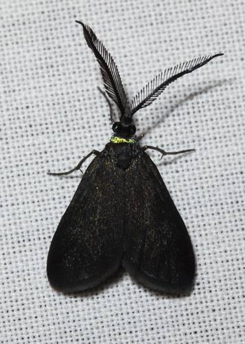 Pollanisus lithopastus Turner, 1926