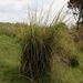 Carex longebrachiata - Photo (c) Ben Goodwin, todos os direitos reservados, uploaded by Ben Goodwin