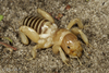 Point Conception Jerusalem Cricket - Photo (c) Alice Abela, all rights reserved