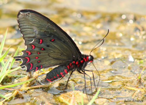 Pink-spotted Cattleheart