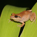 Antillean Coqui - Photo (c) Tom Preney, all rights reserved, uploaded by Tom Preney