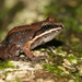 Caribbean White-lipped Frog - Photo (c) Tom Preney, all rights reserved, uploaded by Tom Preney