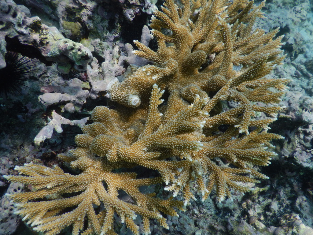 Fused Staghorn Coral - Acropora prolifera - USVI Caribbean