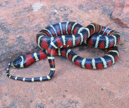 Arizona Mountain Kingsnake
