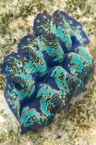 Tridacna crocea Lamarck, 1819