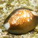 Snakehead Cowrie - Photo (c) Hickson Fergusson, all rights reserved, uploaded by Hickson Fergusson