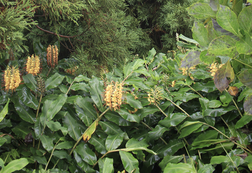 Kahili ginger