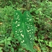 Caladium smaragdinum - Photo (c) Anderson Rabello Pereira, all rights reserved, uploaded by Anderson Rabello Pereira