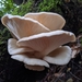 Oyster Mushroom - Photo (c) Jeremy Reinhard, all rights reserved, uploaded by Jeremy Reinhard