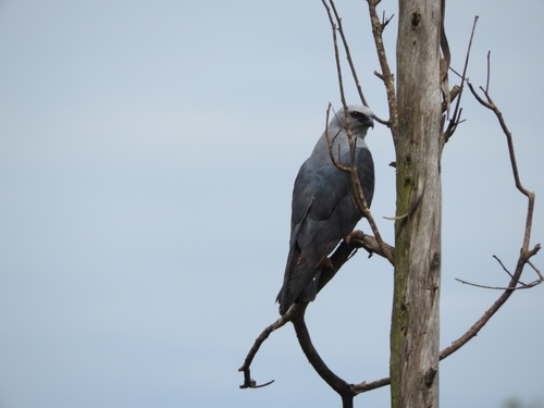 Plumbeous Kite
