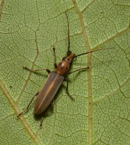 Oxacis trimaculata Champion, 1890
