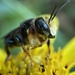 Megachile bahamensis - Photo (c) Laura Zurro, כל הזכויות שמורות