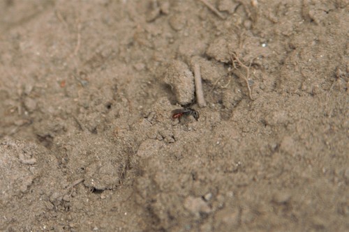 photo of Blood Bees (Sphecodes)