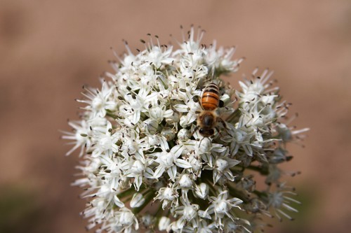 photo of Western Honey Bee (Apis mellifera)