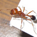 Californicus-group Harvester Ants - Photo (c) River, all rights reserved, uploaded by River