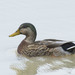 Mallard × Mottled Duck - Photo (c) Steven Wang, all rights reserved, uploaded by Steven Wang