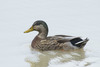 Mallard × Mottled Duck - Photo (c) Steven Wang, all rights reserved, uploaded by Steven Wang