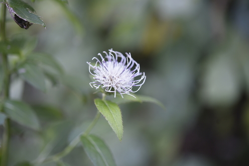 Jeongyeong thistle (Cirsium chanroenicum)