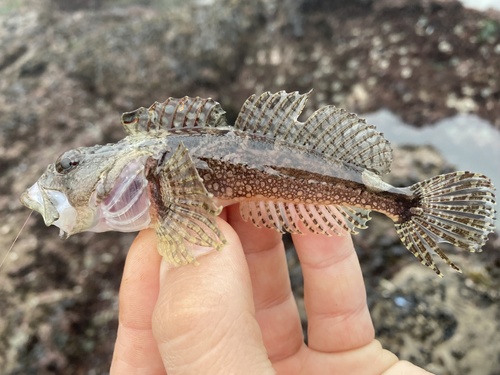 Smoothhead Sculpin