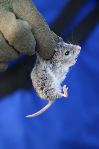 Northern Grasshopper Mouse