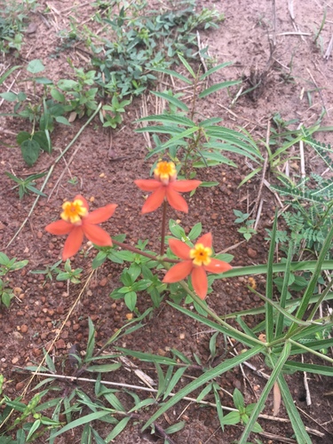 Stathmostelma rhacodes