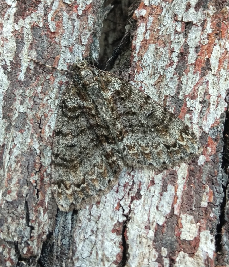 Common Forest Looper from Lawrence Rd Campsite on December 14, 2020 at ...