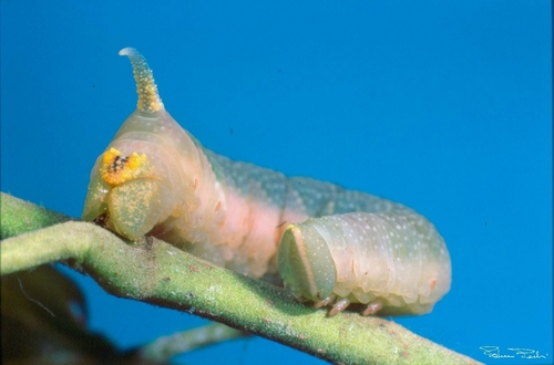 Lime Hawkmoth