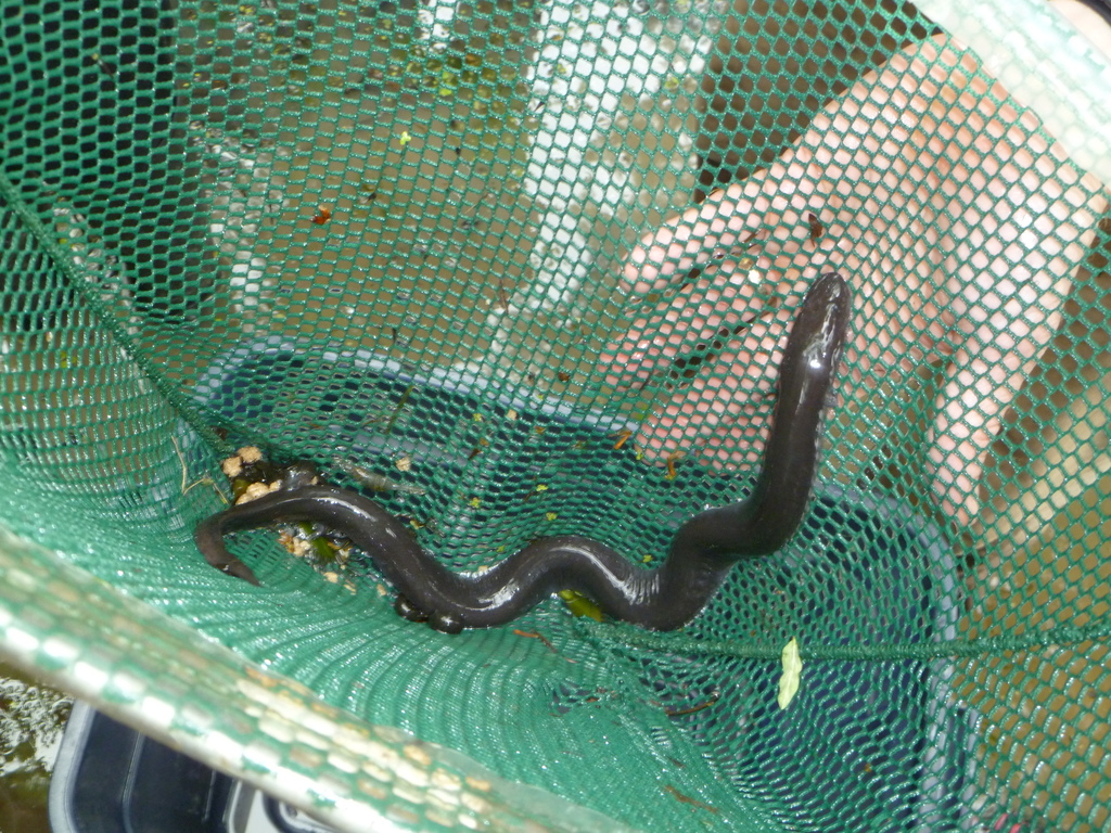 Three-toed Amphiuma from Obion County, TN, USA on May 16, 2013 at 04:02 ...