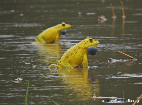 Indus Valley Bullfrog