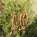 Vachellia glandulifera - Photo (c) Arturo Cruz, todos los derechos reservados, subido por Arturo Cruz