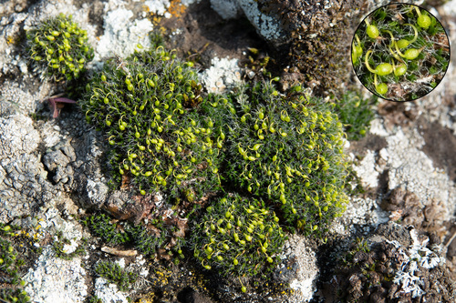 Grimmia pulvinata
