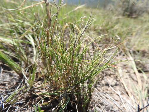 Muhlenbergia villiflora Hitchc.