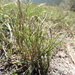 Liendrilla Salina - Photo (c) Arturo Cruz, todos los derechos reservados, subido por Arturo Cruz