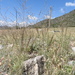 Muhlenbergia torreyi - Photo (c) arturoc, όλα τα δικαιώματα διατηρούνται, uploaded by arturoc