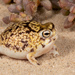 Desert Rain Frog - Photo (c) Tyrone Ping, all rights reserved, uploaded by Tyrone Ping