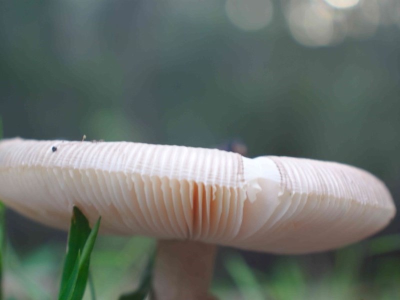 Wood's PinkGilled Slender Caesar from Clyde River Retreat on February