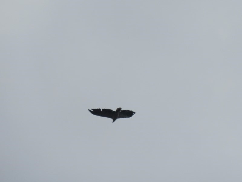 Hawks, Eagles, and Kites from Clyde River Retreat on January 17, 2020 ...